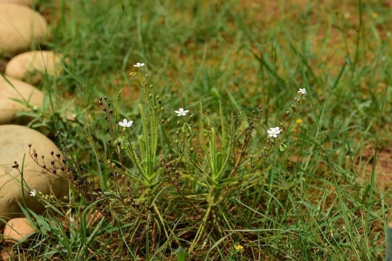 桃園航空城在區段徵收工程期間發現僅存於桃園的原生瀕危植物，其中包括長葉茅膏菜，市府在農業部林業試驗所指導下進行相關復育行動。（桃市府提供）中央社記者葉臻傳真　114年10月1日