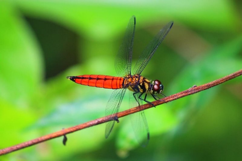 台北市公園處持續推動環境復育，如永春陂生態濕地公園是少數兼具休閒、防災等多功能場域，園區內更是蜻蛉目昆蟲活躍棲息場所。（台北市公園處提供）中央社記者劉建邦傳真  114年10月1日
