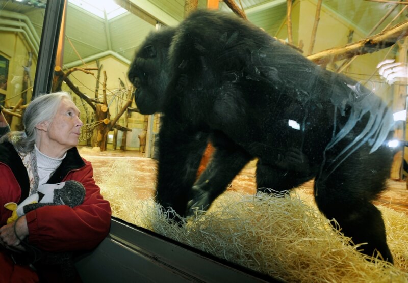 珍古德2008年在匈牙利布達佩斯動物園觀察當地的大猩猩。(美聯社)