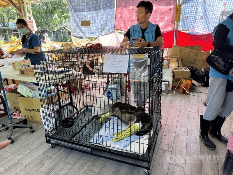 花蓮光復鄉堰塞湖溢流釀嚴重災情,許多寵物也成受災戶。花蓮動物醫療站救援超過120隻犬、貓、鴨子及烏龜等寵物,設有醫療站、照護區及寵物美容。中央社記者張祈攝 114年10月2日