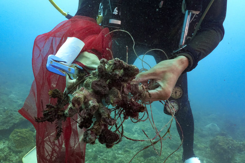 綠色和平2日舉辦「無魚珊瑚海」海洋紀錄發布記者會,指出因缺乏有效漁業管理,法規漏洞導致執法困難,造成漁業資源枯竭、珊瑚生態持續衰退,面臨漁業、觀光與生態3輸的巨大挑戰。圖為2025年小琉球肚仔坪水下珊瑚實況,廢棄漁具纏繞礁體清除困難。(綠色和平提供)中央社記者張雄風傳真 114年10月2日