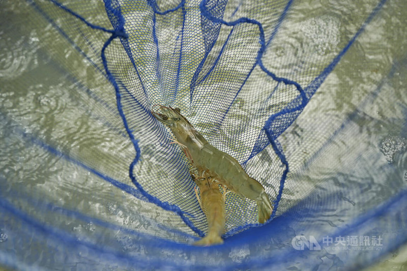 東港蝦藻類種原庫強調整體生物安全防疫,將保存國內養殖經濟蝦類6到8種,及藻類16至20種。圖為南美白對蝦。中央社記者黃郁菁攝 114年10月2日