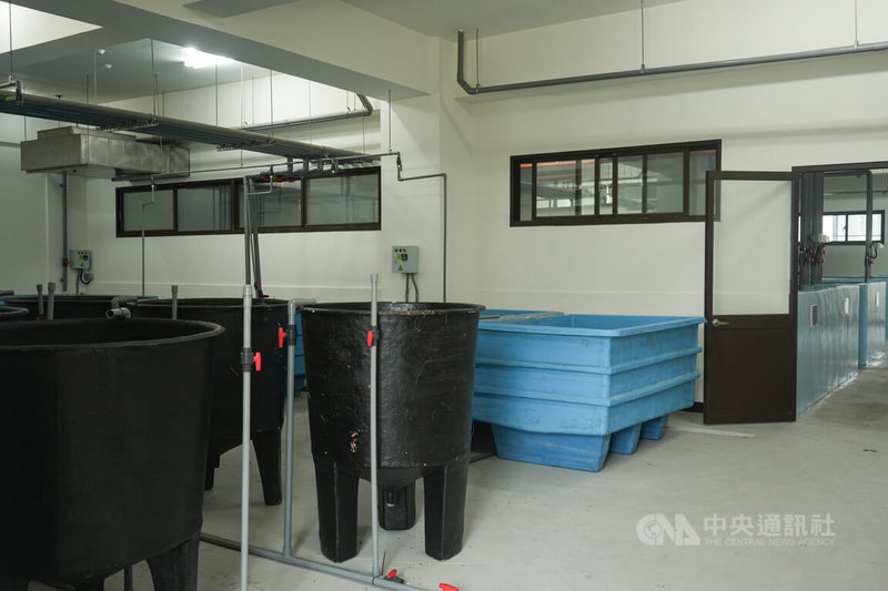 東港蝦藻類種原庫「蝦類種原區」採獨立艙間設計,從檢疫、育成、催熟、交配到孵化,每一階段均設置完全隔離養殖空間與路線,能有效杜絕外來病原入侵與交叉感染風險。中央社記者黃郁菁攝 114年10月2日