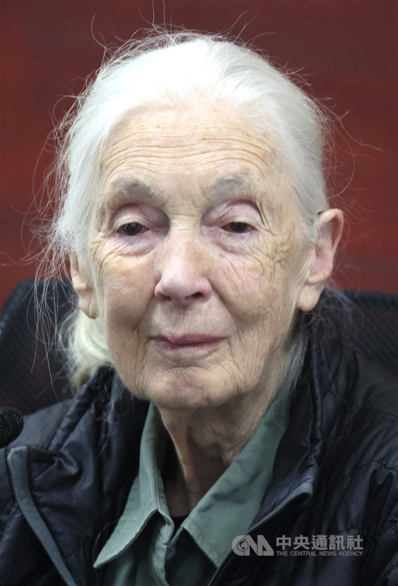 曾獲2020年唐獎永續發展獎的保育專家珍古德（Jane Goodall）1日辭世。（中央社檔案照片）