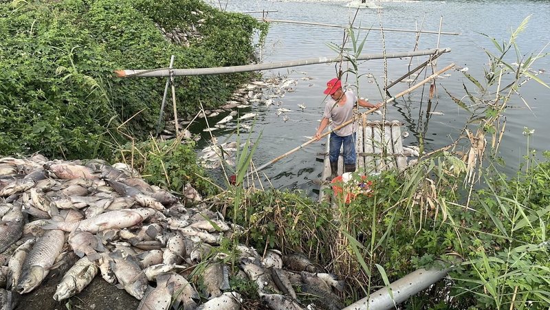 雲林麥寮許厝一處魚塭1日疑因台電設施老舊電線脫落斷電，造成水車停擺，大量魚隻缺氧暴斃。（民眾提供）中央社記者蔡智明傳真　114年10月2日