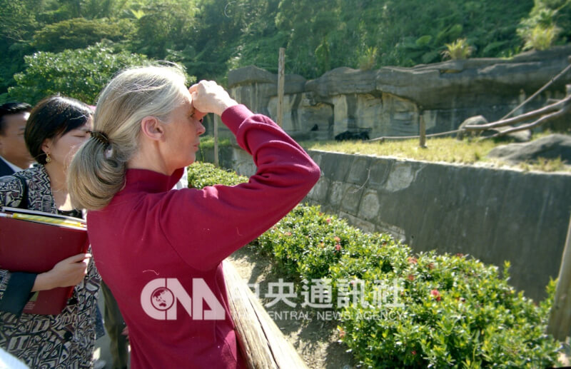 1996年珍古德應邀訪台,前往探視市立木柵動物園的黑猩猩,了解黑猩猩的生活環境。(中央社檔案照片)