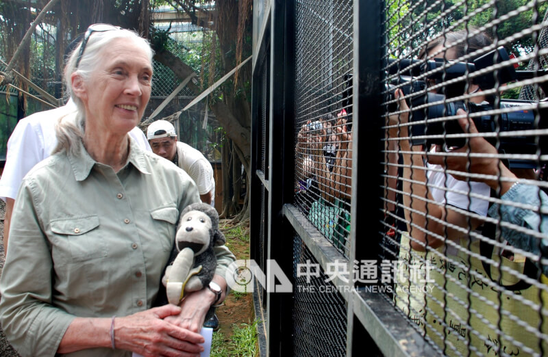 珍古德(左)2010年於新竹市立動物園進行「關籠體驗」,民眾與媒體隔著籠子拍攝,籠內籠外相互對看,不知誰是觀賞者?誰是被觀賞者?(中央社檔案照片)