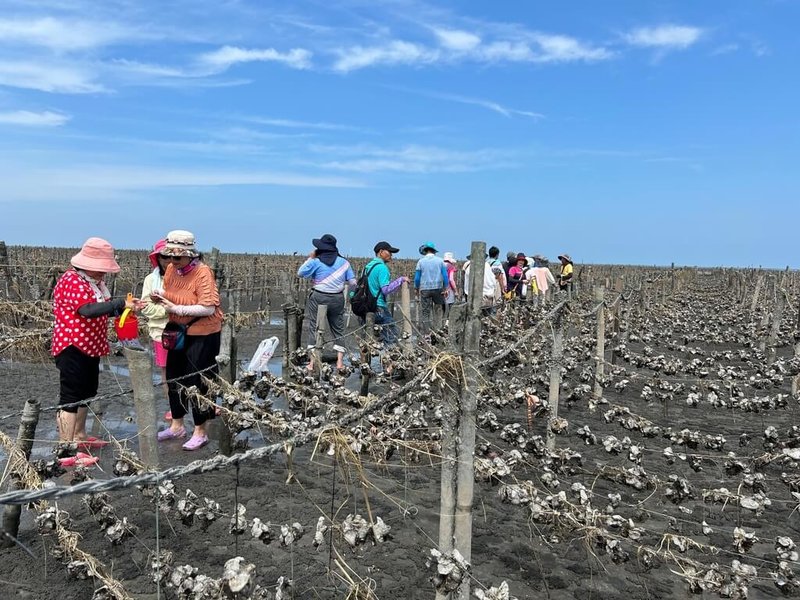 彰化縣文化局推出文化藍帶生活圈2.0走讀活動,規劃5條主題路線,其中「濱海文化線」帶大家走入潮間帶,了解王功漁村人文與生態。(彰化縣文化局提供)中央社記者鄭維真傳真 114年10月3日