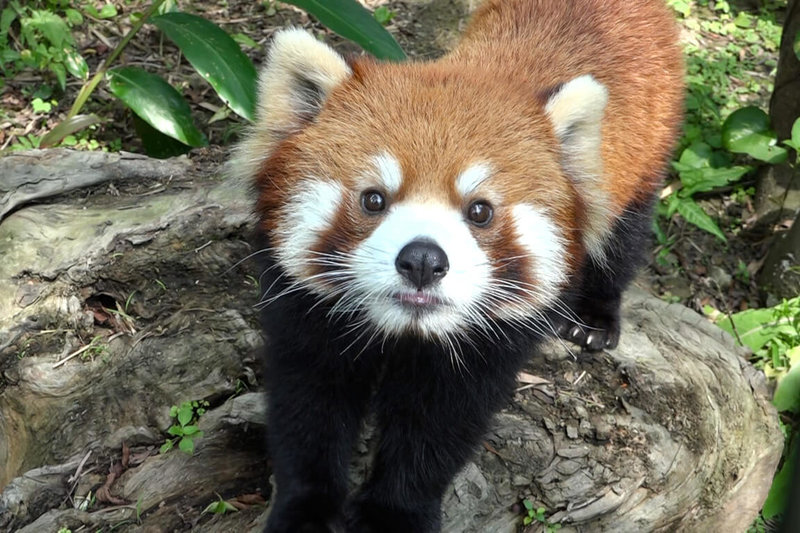 台北市立動物園表示，身負域外族群繁衍重責大任赴日的小貓熊「可頌」，檢查出胸腔內有感染及積液，儘管照養團隊持續提供密切醫療照護，仍在2日清晨離世。（台北市立動物園提供）中央社記者陳昱婷傳真　114年10月3日