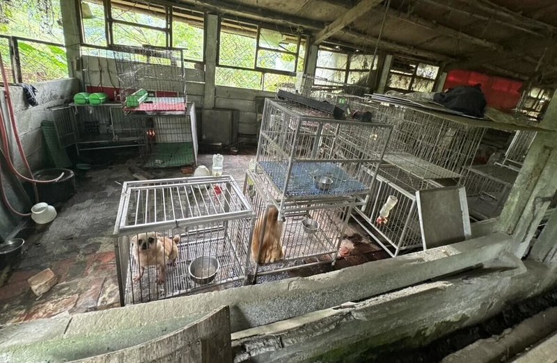 桃園市動保處日前在大溪區破獲非法犬繁殖場，查獲37隻品種犬，多數犬隻指甲過長、犬毛打結。（動保處提供）中央社記者葉臻傳真  114年10月3日