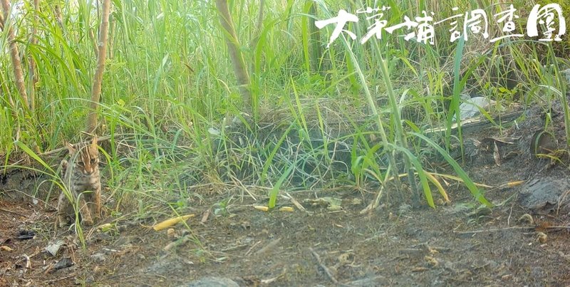 林業及自然保育署台中分署3日公布最新監測成果,發現石虎的活動範圍已逐步由東勢與和平交界山區,延伸至東勢、新社等淺山地帶的果園與農田。(台中分署提供)中央社記者郝雪卿傳真 114年10月3日