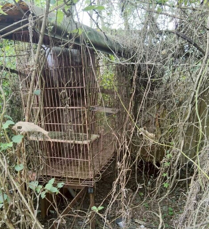 桃園市動保處日前在大溪區破獲非法犬繁殖場,查獲37隻品種犬,母犬有繁殖過跡象,疑似長期關籠。(動保處提供)中央社記者葉臻傳真 114年10月3日