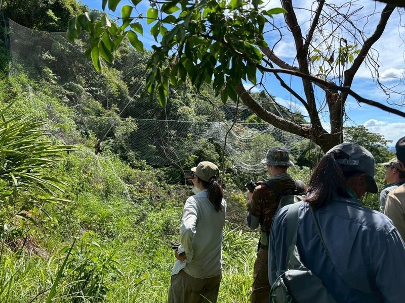 基隆市動物保護防疫所與台灣猛禽研究會於9月30日，在基隆七堵山區查獲逾百公尺非法鳥網，鳥網上掛著4隻保育類動物的黑鳶屍體，已通報警方追查。（基隆市動保所提供）中央社記者沈如峰基隆傳真  114年10月4日