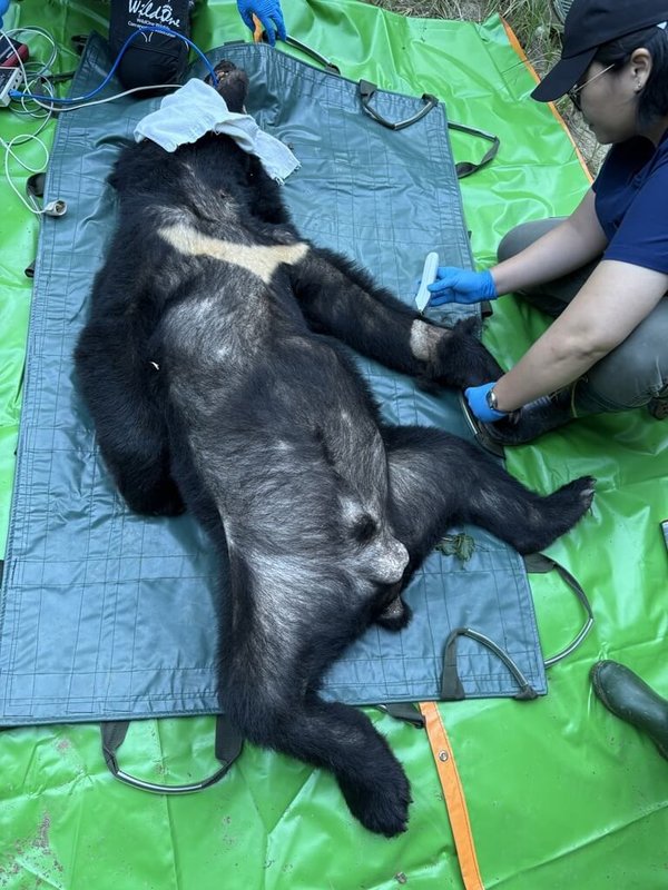 花蓮縣卓溪鄉清水部落9月底接連發生黑熊入侵事件，林業及自然保育署花蓮分署經多日嘗試，終於在5日清晨誘捕成功，評估後將黑熊載往遠離部落的林道深處野放。（林保署花蓮分署提供）中央社記者黃郁菁傳真 114年10月5日