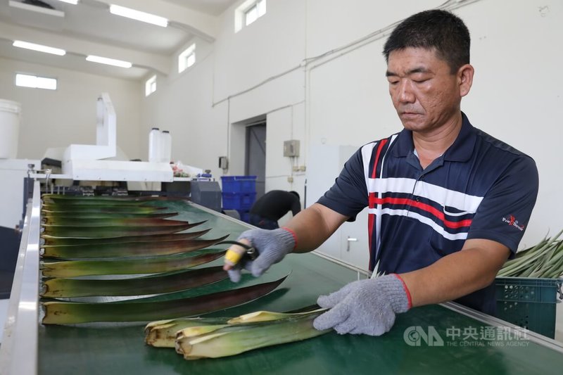 「自動化取纖機」耗時7年多,歷經10餘個版本,提高纖維潔淨度,同時穩定產出品質,當前仍由人工取葉放到輸送帶上進行加工,未來可望由1人操作。中央社記者張已亷攝 114年10月6日