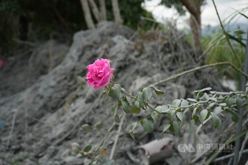 花蓮縣馬太鞍溪堰塞湖溢流重創光復鄉,邦查農場負責人蘇秀蓮在園區旁種植的玫瑰中,有一朵粉色花朵在洪災後仍盛開挺立,在一片灰色土泥中格外耀眼。中央社記者黃郁菁攝 114年10月6日