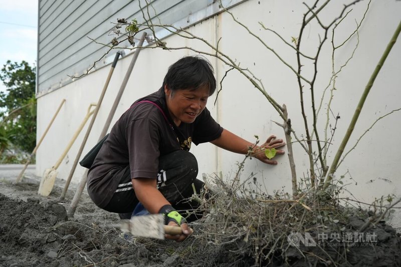 花蓮馬太鞍溪堰塞湖溢流重創光復鄉，受災戶、邦查農場負責人蘇秀蓮（圖）賣力揮動鋤頭，清理農場玫瑰植株周遭淤泥。她說：「它既然努力撐過了大水，我為什麼不給它希望？」中央社記者黃郁菁攝　114年10月6日