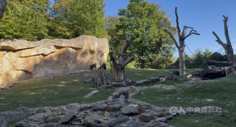 漢諾威動物園猩猩園區「阿非山」面積約0.3公頃,以非洲為設計靈感,模擬自然岩壁、溪流與枯木,讓大猩猩能在接近原棲地的環境中生活。中央社記者林尚縈漢諾威攝 114年10月6日