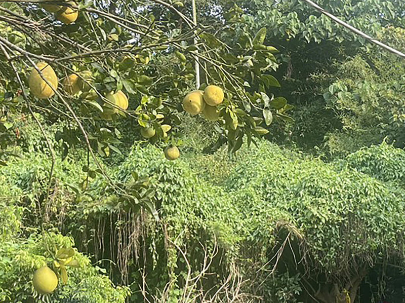 彰化縣芬園鄉1處果園廁所內6日發現1具骨骸，疑由於投資詐騙損失超過新台幣1000萬元而失蹤1年多的男子，7日下午將由檢方相驗。（張雪如提供）中央社記者鄭維真傳真  114年10月7日