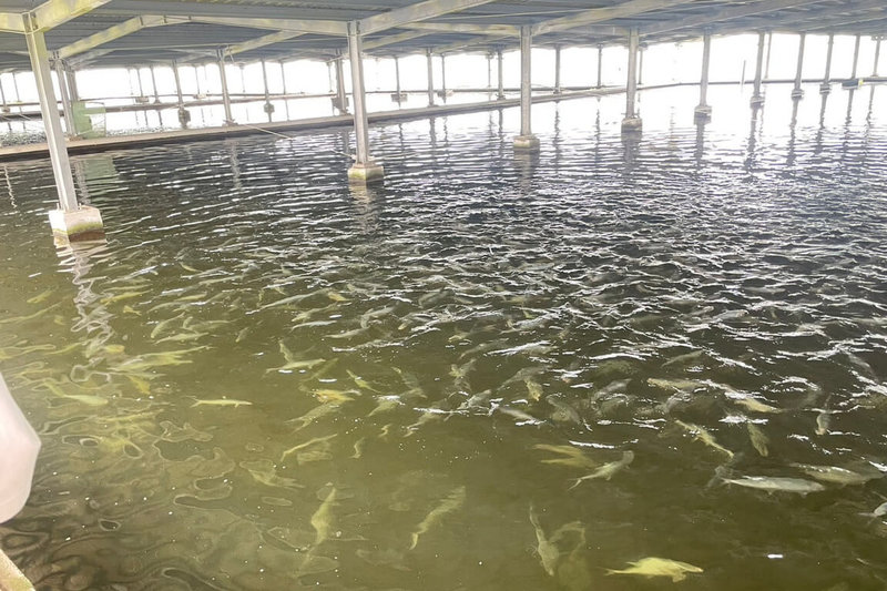 台南市農業局在丹娜絲風災後協助受災戶復養及產銷，虱目魚市場價格已逐漸回穩。圖為漁電共生案場養殖情形。（台南市政府提供）中央社記者楊思瑞台南傳真  114年10月8日