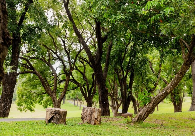 原澄清湖高球場改造為「高雄果嶺自然公園」,10日開放,園區保留原有丘陵起伏地貌,串聯草原、林帶與水塘。(高雄市政府工務局提供)中央社記者蔡孟妤傳真 114年10月9日