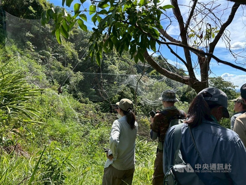 基隆七堵山區查獲超過100公尺非法鳥網。(中央社檔案照片)