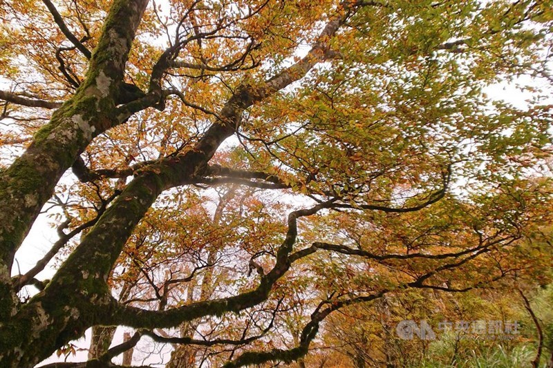 預估太平山國家森林遊樂區台灣山毛櫸林區10月下旬由翠綠轉金黃。（中央社檔案照片）
