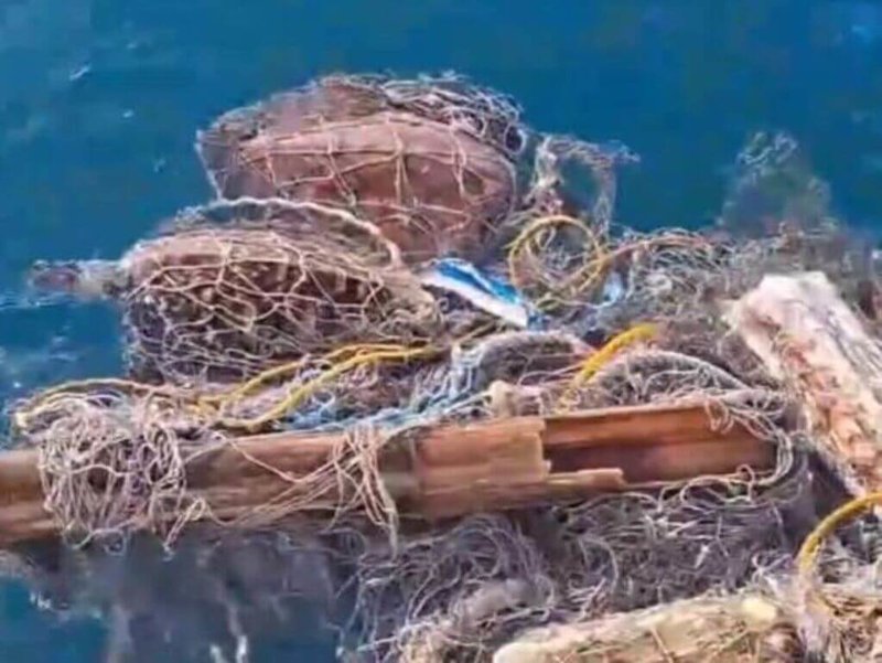 澎湖漁民11日剛從花嶼港出海，就發現海上漂流的廢棄漁網纏繞著2隻正在掙扎的海龜，其中1隻是綠蠵龜，另1隻為玳瑁，當下立即停船救援，並放回大海。（顏興德提供）中央社  114年10月12日