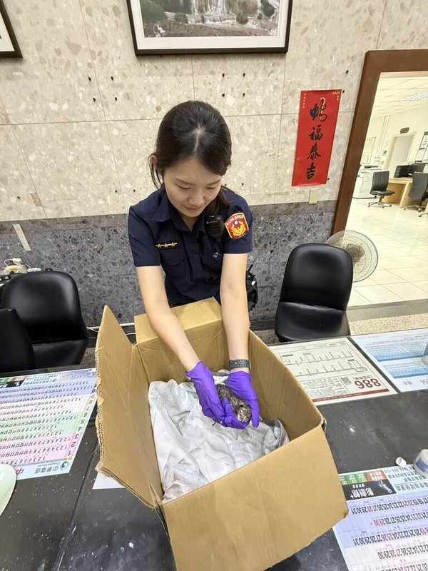 新北市警察局瑞芳派出所員警林幼容（圖）11日凌晨與2名警員，合力在變電箱狹縫救出1隻受困的幼貓，當時幼貓臍帶尚未脫落且體溫偏低，所幸生命跡象穩定。（瑞芳警分局提供）中央社記者王朝鈺傳真　114年10月12日