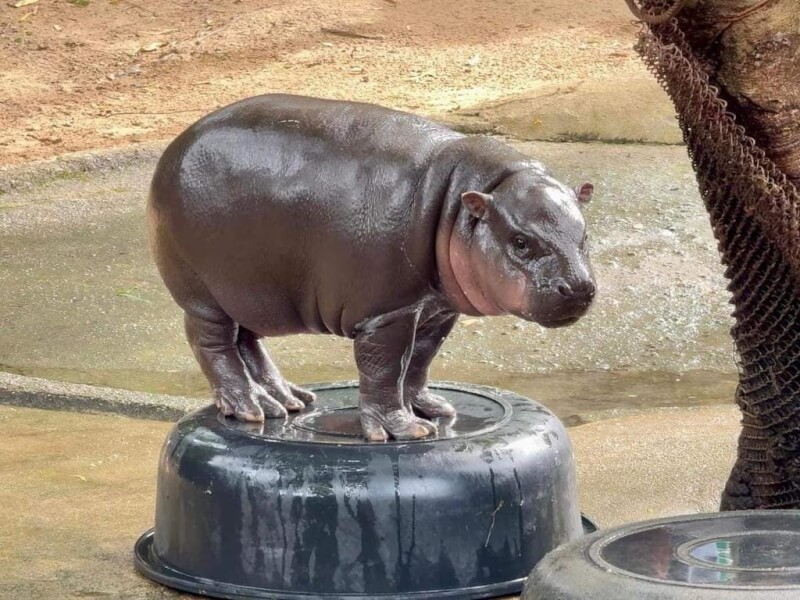命名為「彈跳豬」的侏儒河馬是泰國動物園的動物明星。(圖取自facebook.com/kkopenzoo)