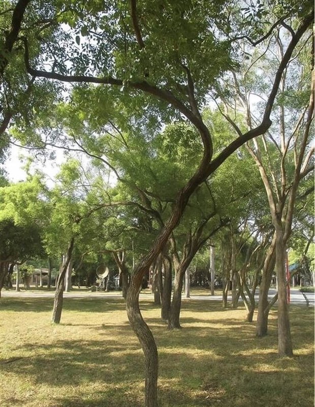 台南市地政局15日指出，永康砲校2期計畫區面積69.03公頃，7月已完成全區樹木調查，其中胸徑120公分以上老榕樹43棵，除2棵因道路建設移植外，其他老樹將原地保留，以綠廊設計串聯樹群，營造人與自然共處友善空間。（台南市政府提供）中央社記者張榮祥台南傳真　114年10月15日