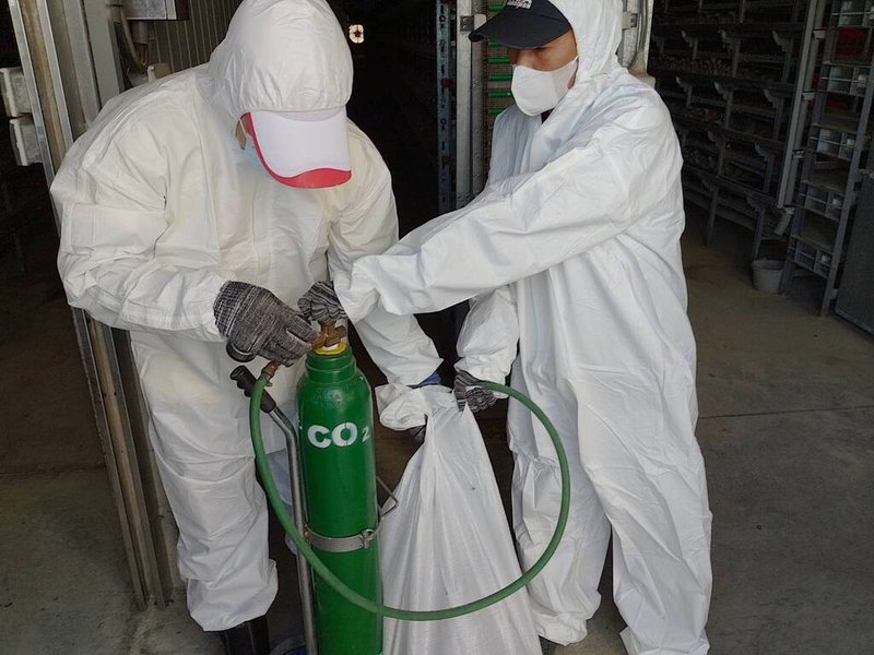 屏東縣鹽埔鄉1處鵪鶉場確認感染H5N1亞型高病原性禽流感病毒。動物防疫所16日執行撲殺作業,現場撲殺11萬8986隻鵪鶉,並督導業者完成場區清潔及消毒工作。(屏東縣動物防疫所提供)中央社記者黃郁菁傳真 114年10月17日
