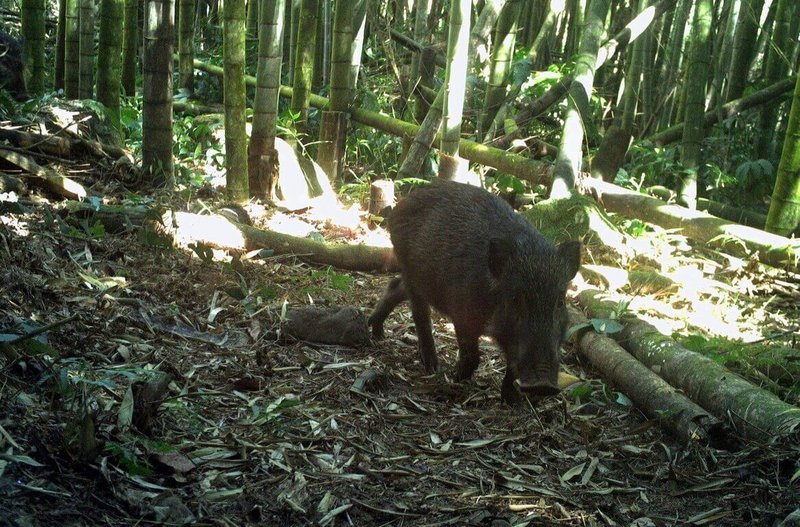鄒族獵人協會自民國109年起執行狩獵自主管理計畫,同時參與自動相機監測狩獵物種族群工作。近年阿里山地區野豬族群監測結果為穩定,顯示原民在維持狩獵文化的同時,也兼顧野生動物族群永續利用的生態平衡。(林保署嘉義分署提供)中央社記者黃國芳傳真 114年10月17日