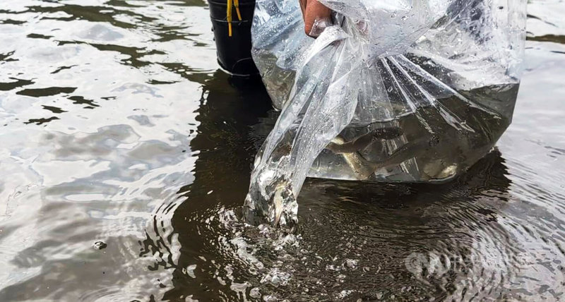金門保育團體再生魚坊進行保育類淡水魚「大鱗梅氏鯿」保種計畫已有成效，17日與縣府產業發展處等單位在擎天水庫野放，作為保種之用。中央社記者吳玟嶸攝　114年10月17日