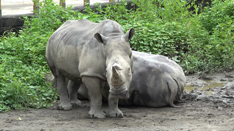 台北市立動物園高齡38歲的白犀牛「犀慧」18日中午離世,園方表示,已請台大獸醫團隊進行病理解剖,釐清死因。(台北市立動物園提供)中央社記者陳昱婷傳真 114年10月18日