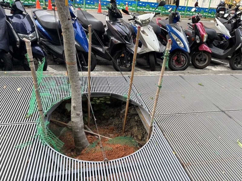 民進黨台北市議員陳怡君質詢,市府發新聞稿所指獲環境整潔綠美化特色獎的明倫社宅,樹木移植後樹穴可能沒有調整,變成行人地雷,萬一有人受傷,誰要負責。(台北市議員陳怡君辦公室提供)中央社記者楊淑閔傳真 114年10月19日