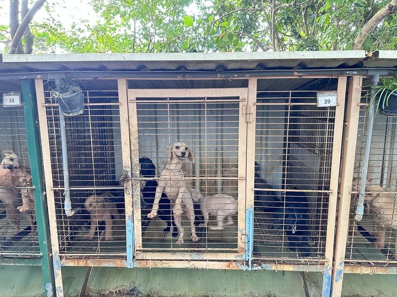 苗栗縣公館鄉1處由獸醫師經營的繁殖場,遭動保人士通報內部犬隻疑不當飼養割除聲帶。苗栗縣動物保護防疫所19日表示,排定20日入園全面稽查,如違法屬實將嚴正開罰。(苗栗縣動防所提供)中央社記者管瑞平傳真 114年10月19日