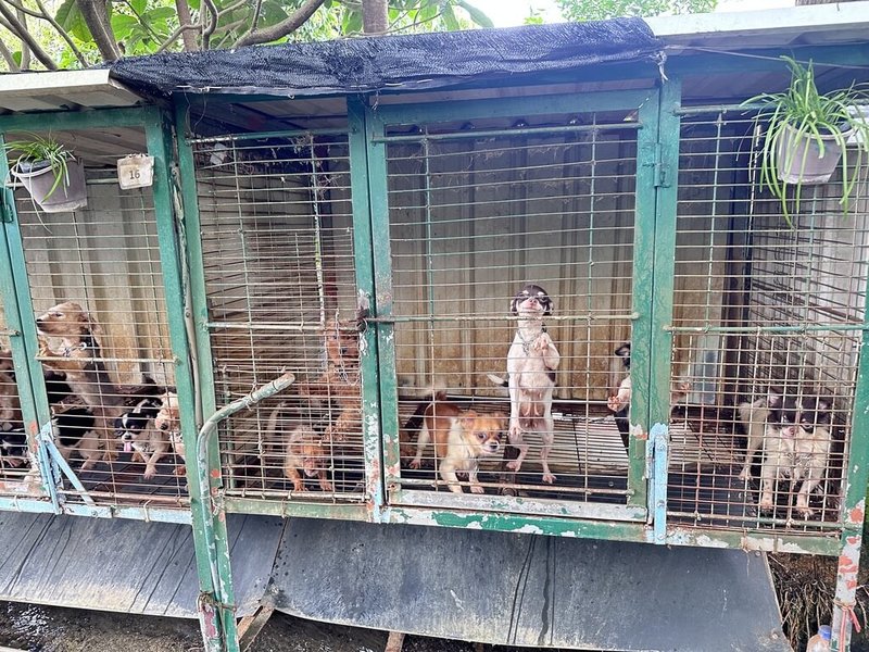 位於苗栗縣公館鄉、由獸醫師經營的「人人犬舍」部分犬隻遭剪除聲帶,苗縣府20日啟動清查並調閱繁殖及醫療紀錄,發現多項違規,依法嚴懲。(苗栗縣動物保護防疫所提供)中央社記者管瑞平傳真 114年10月20日