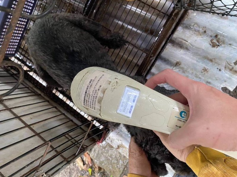 苗栗縣動物保護防疫所20日清查公館鄉「人人犬舍」,約9成以上犬隻被業者施以聲帶整形手術降低吠叫分貝數已違法,隨即依法開罰嚴懲並限期改善。(苗栗縣動物保護防疫所提供)中央社記者管瑞平傳真 114年10月20日