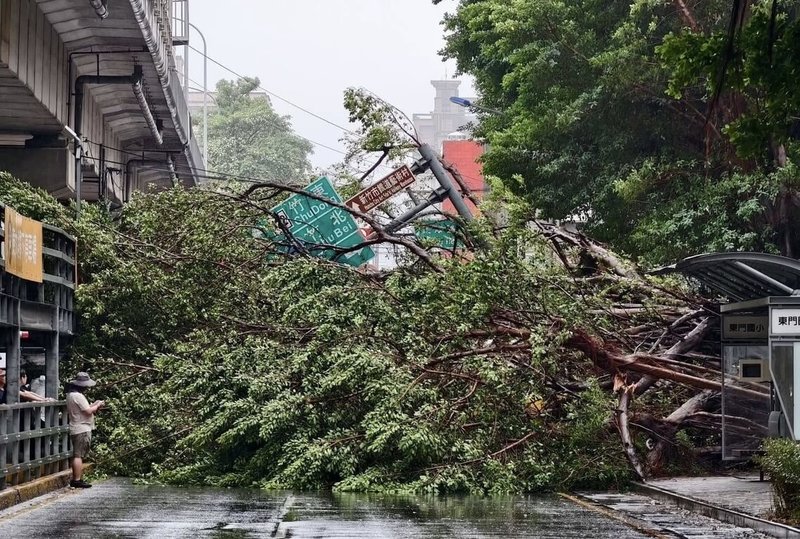 新竹市東門國小旁一棵路樹20日下午疑不敵強勁風勢突然倒塌,壓到停放路旁的小巴士且橫躺路中,一度阻斷交通,所幸未釀人員受傷。(新竹市政府提供)中央社記者管瑞平傳真 114年10月20日
