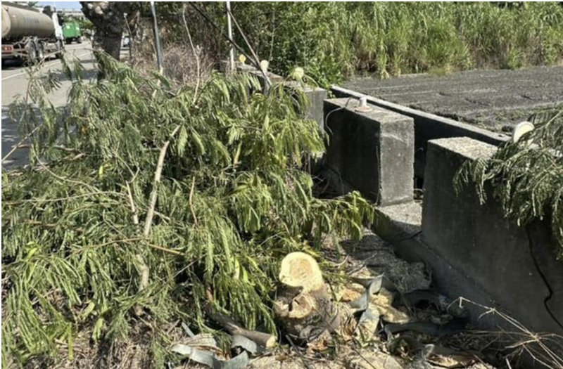 彰化縣鹿港鎮鹿西路有路樹遭砍,其中8棵為公所列管的大葉欖樹,警方獲報循線找到砍樹男子,男子供稱是受人所託。(鹿港鎮公所提供)中央社記者吳哲豪傳真 114年10月20日