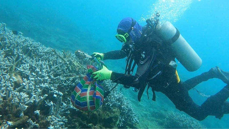 澎湖南方四島國家公園部分海域棘冠海星出現點狀密集等異常現象,海洋國家公園管理處除加強巡查監測外,公私部門齊力移除,以避免破壞珊瑚礁生態環境。(海洋國家公園管理處提供)中央社 114年10月20日