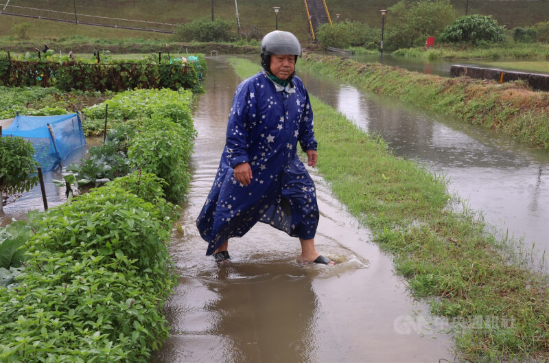 北台灣20日雨勢不斷,新北大都會公園樂活農園出現積水,有民眾到場了解菜圃狀況。中央社記者趙世勳攝 114年10月20日