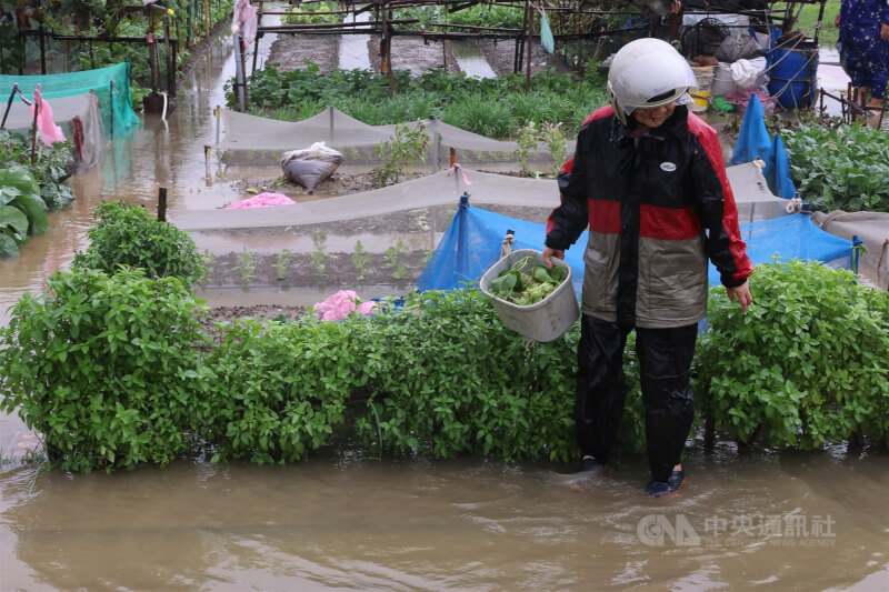 新北大都會公園樂活農園積水,不少民眾心血泡水,有人下午趁雨勢稍緩趕往採收。中央社記者趙世勳攝 114年10月20日