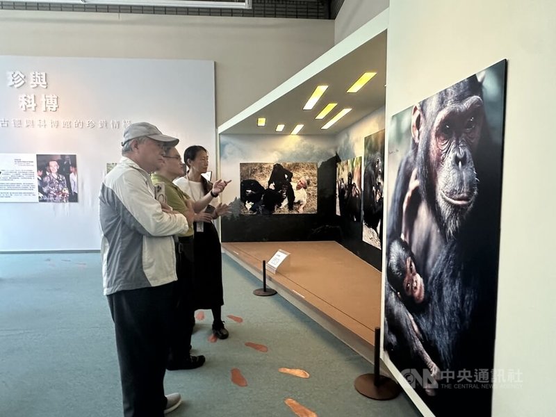 國立自然科學博物館推出紀念微型展「珍與科博:珍古德與科博館的珍貴情緣」,展出已故英國靈長類行為學家珍古德與他人合作的攝影作品、手寫筆記影本、田野影像資料等,展期將持續至11月2日。中央社記者趙麗妍攝 114年10月21日