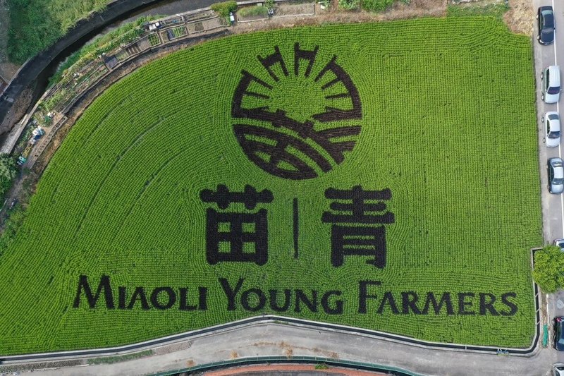 苗栗縣青農聯誼會邁入成立10週年,特別在苑裡鎮藺草博物館前農地打造主題稻田彩繪,以青農聯誼會LOGO為主題,搭配苗青 MIAOLI YOUNG FARMERS 中、英文字樣。(苗栗縣青農聯誼會提供)中央社記者管瑞平傳真 114年10月21日