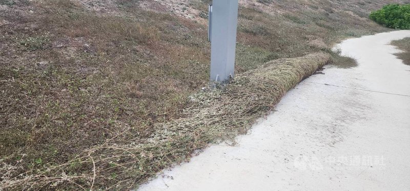 澎湖受颱風與東北季風共伴效應等影響,20日起持續刮起強風,路旁草皮翻捲得有如麻花。中央社 114年10月21日