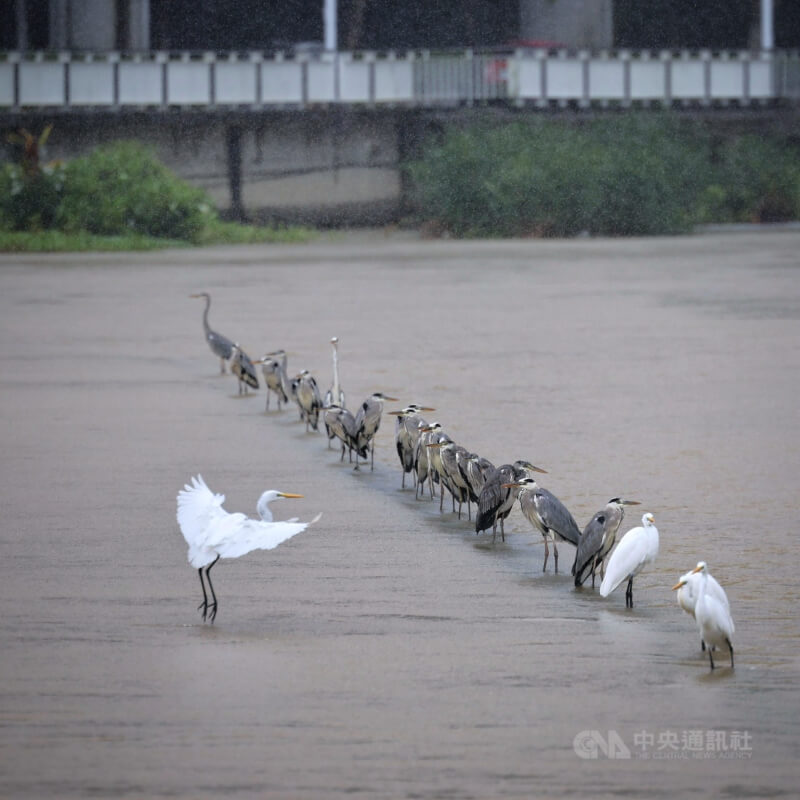 台北市21日持續降雨,內湖大湖公園湖面水位上升,野生鳥禽排列站在湖中淺灘捉魚。中央社記者王飛華攝 114年10月21日