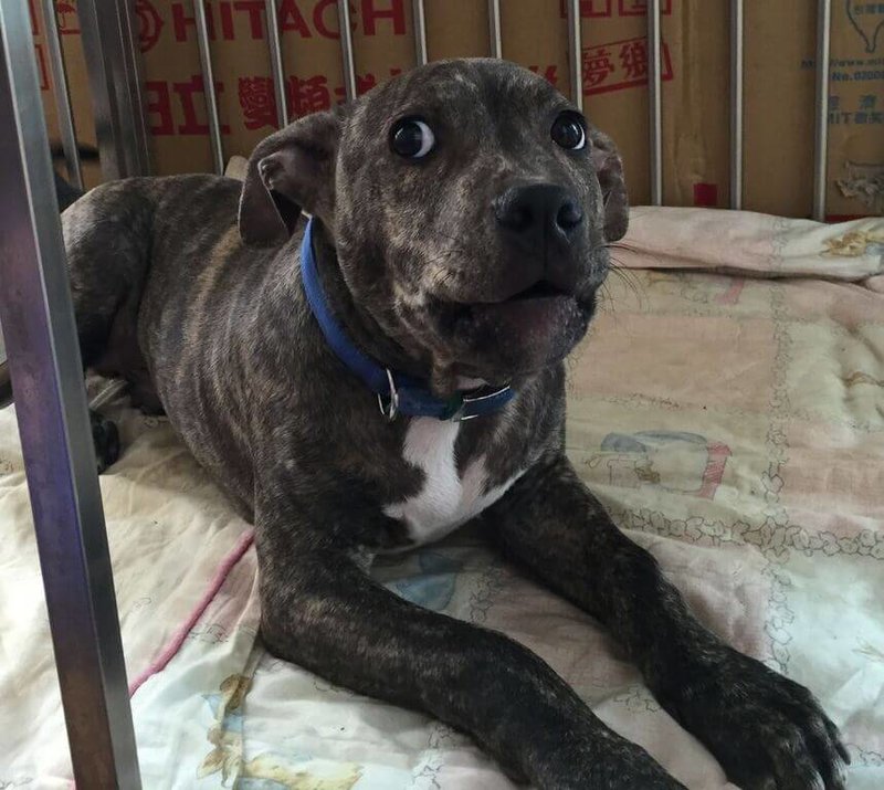 新竹有民眾飼養的雪橇犬日前遭沒牽繩的比特犬(圖)緊咬,造成雪橇犬撕裂傷需手術。新竹縣府21日表示,將依法對肇事犬隻的飼主開罰新台幣8萬6000元。(新竹縣府動物保護防疫所提供)中央社記者魯鋼駿傳真 114年10月21日