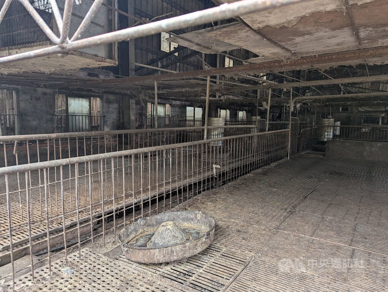 台灣出現首例疑似非洲豬瘟案例,農業部從台中梧棲區一處養豬場死亡豬隻驗到非洲豬瘟陽性反應。中央社記者蘇木春攝 114年10月22日